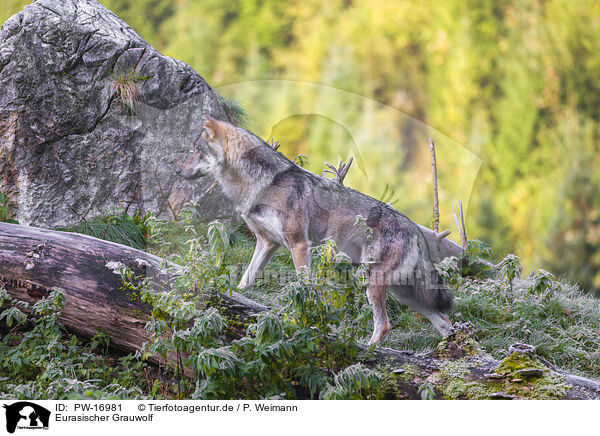 Eurasischer Grauwolf / eurasian greywolf / PW-16981