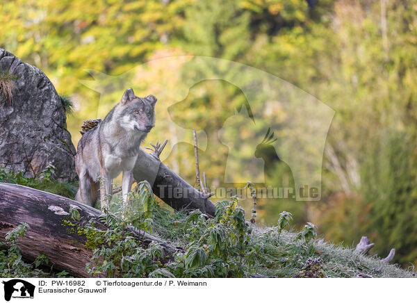 Eurasischer Grauwolf / eurasian greywolf / PW-16982
