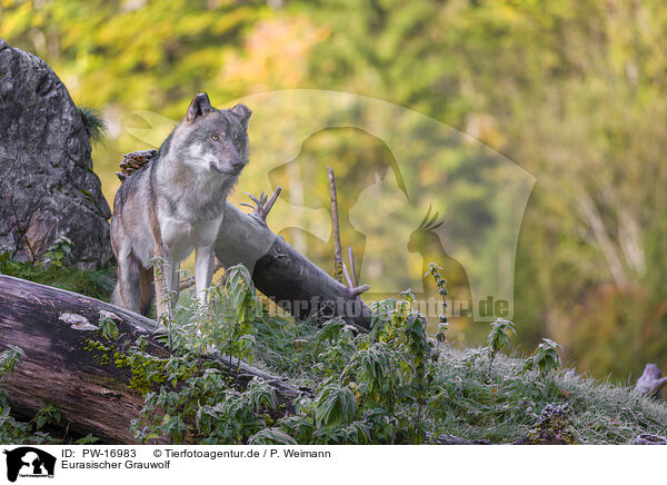 Eurasischer Grauwolf / PW-16983