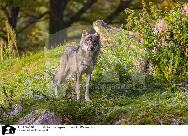 Eurasischer Grauwolf / PW-16988