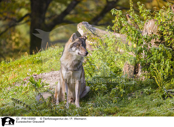 Eurasischer Grauwolf / PW-16989