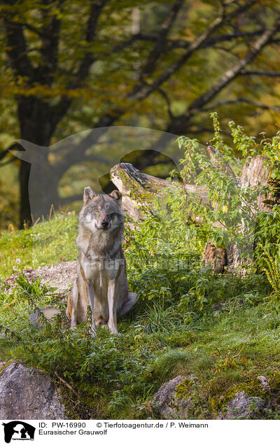 Eurasischer Grauwolf / PW-16990