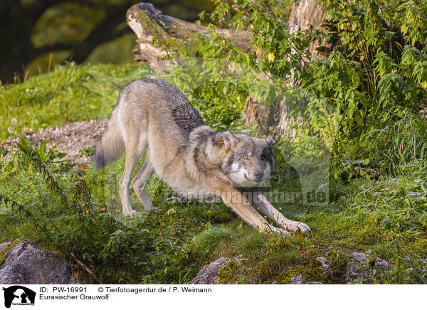 Eurasischer Grauwolf / eurasian greywolf / PW-16991