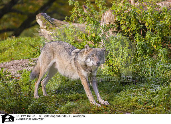 Eurasischer Grauwolf / eurasian greywolf / PW-16992