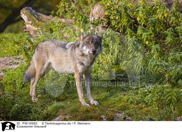 Eurasischer Grauwolf / PW-16993