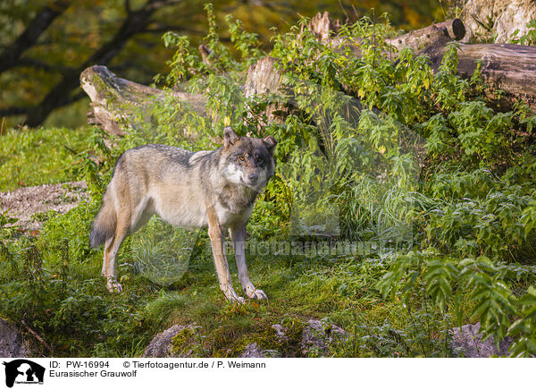 Eurasischer Grauwolf / PW-16994