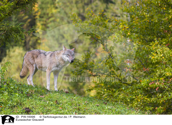 Eurasischer Grauwolf / PW-16996