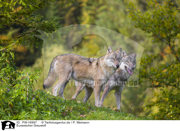 Eurasischer Grauwolf / PW-16997