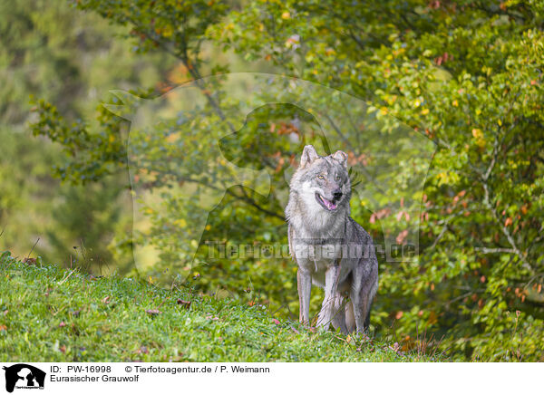 Eurasischer Grauwolf / PW-16998
