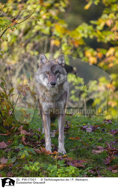 Eurasischer Grauwolf / PW-17001