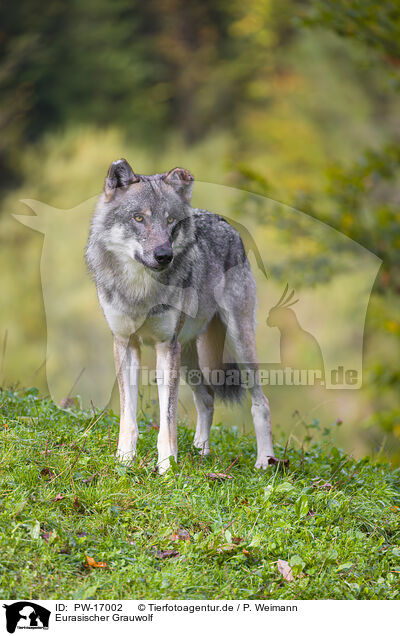 Eurasischer Grauwolf / PW-17002