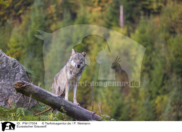 Eurasischer Grauwolf / PW-17004