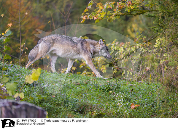Eurasischer Grauwolf / PW-17005