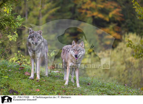 Eurasischer Grauwolf / PW-17006