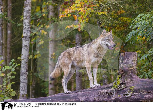Eurasischer Grauwolf / eurasian greywolf / PW-17007