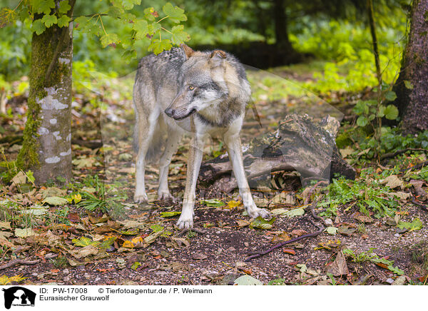 Eurasischer Grauwolf / PW-17008