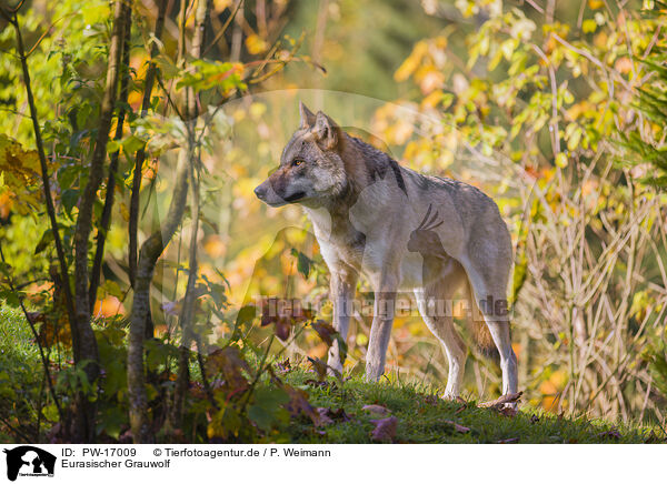 Eurasischer Grauwolf / eurasian greywolf / PW-17009
