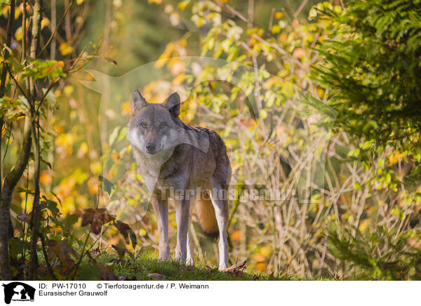 Eurasischer Grauwolf / eurasian greywolf / PW-17010