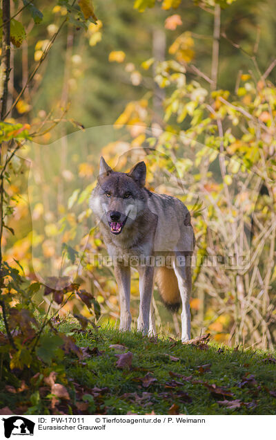 Eurasischer Grauwolf / PW-17011