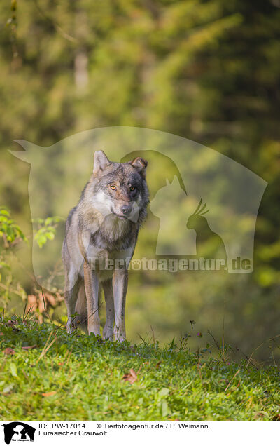 Eurasischer Grauwolf / eurasian greywolf / PW-17014