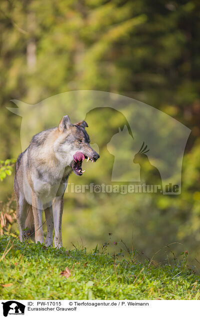 Eurasischer Grauwolf / PW-17015