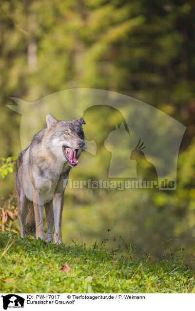 Eurasischer Grauwolf / PW-17017