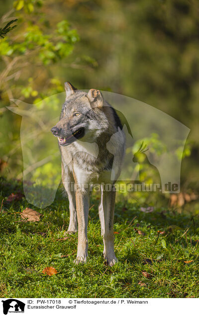 Eurasischer Grauwolf / PW-17018