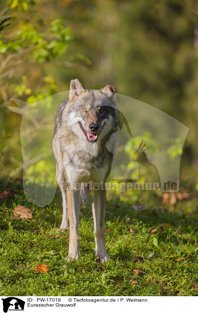 Eurasischer Grauwolf / eurasian greywolf / PW-17019