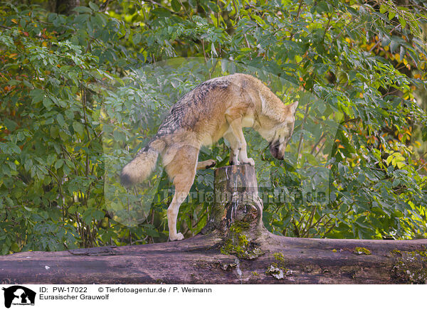 Eurasischer Grauwolf / eurasian greywolf / PW-17022