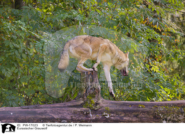 Eurasischer Grauwolf / eurasian greywolf / PW-17023