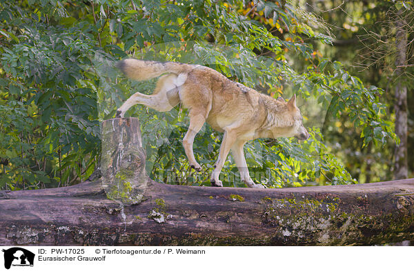 Eurasischer Grauwolf / eurasian greywolf / PW-17025