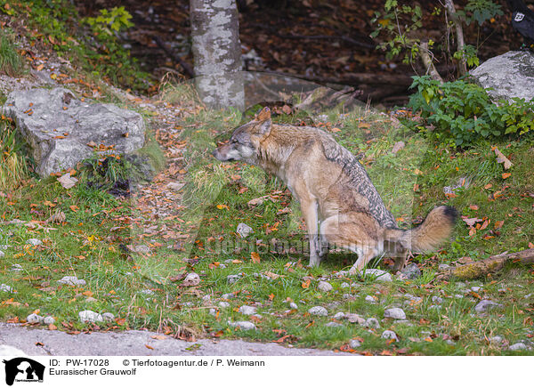 Eurasischer Grauwolf / PW-17028