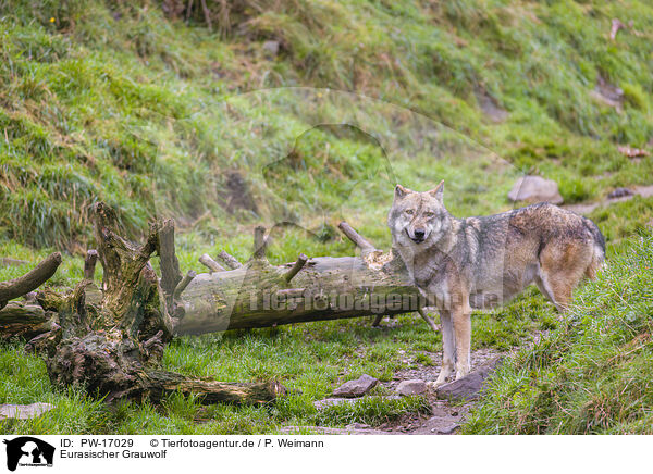 Eurasischer Grauwolf / eurasian greywolf / PW-17029