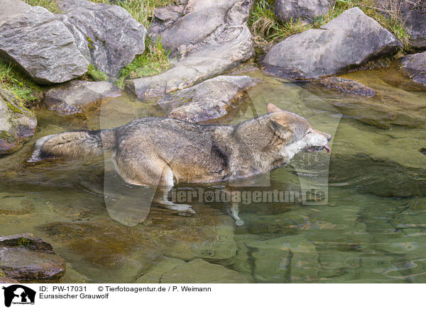 Eurasischer Grauwolf / eurasian greywolf / PW-17031