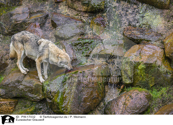 Eurasischer Grauwolf / eurasian greywolf / PW-17032