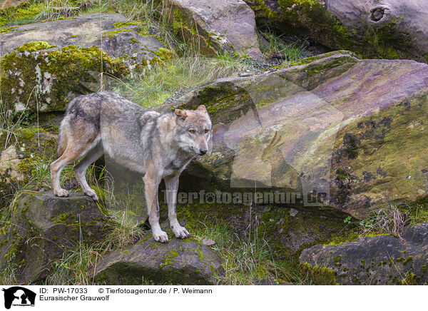 Eurasischer Grauwolf / PW-17033
