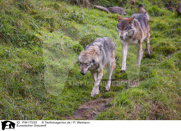 Eurasischer Grauwolf / PW-17035