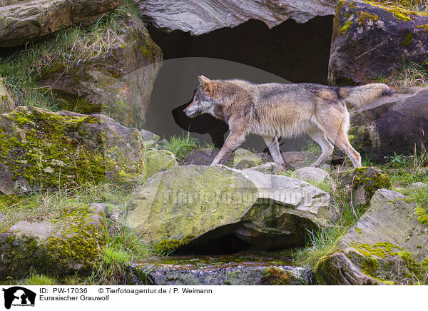 Eurasischer Grauwolf / PW-17036