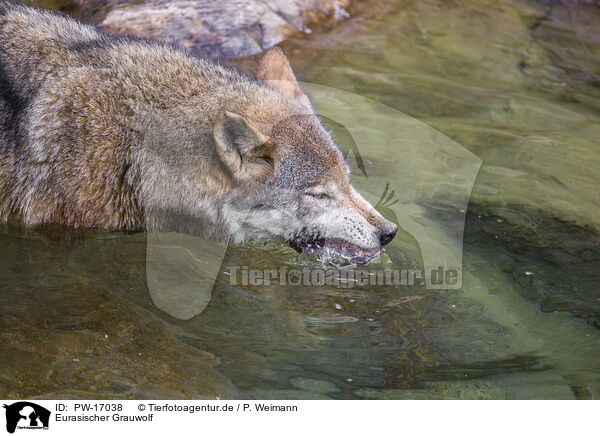 Eurasischer Grauwolf / PW-17038