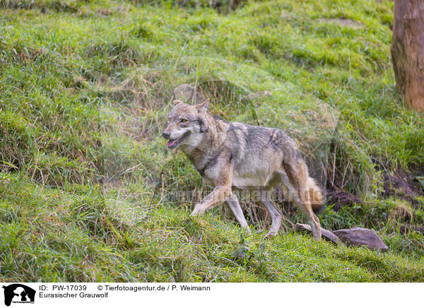 Eurasischer Grauwolf / eurasian greywolf / PW-17039