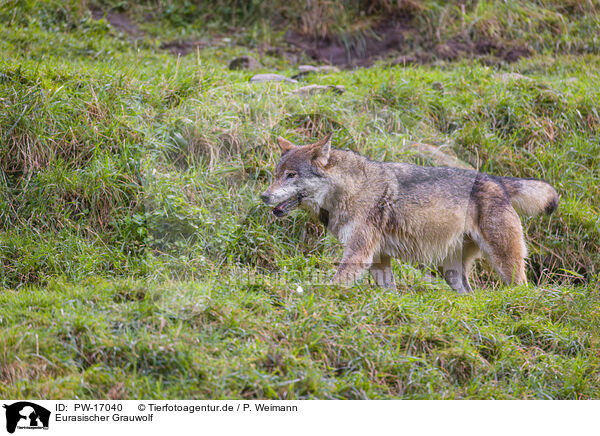 Eurasischer Grauwolf / PW-17040