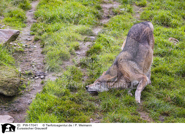 Eurasischer Grauwolf / PW-17041