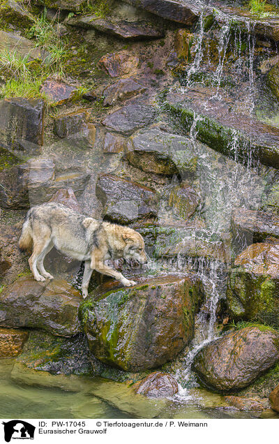 Eurasischer Grauwolf / eurasian greywolf / PW-17045
