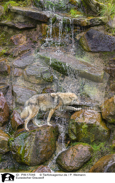 Eurasischer Grauwolf / eurasian greywolf / PW-17046