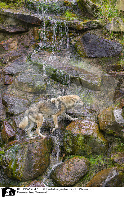Eurasischer Grauwolf / eurasian greywolf / PW-17047