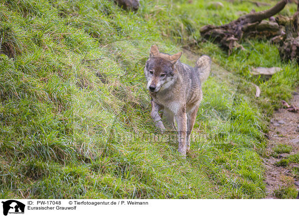 Eurasischer Grauwolf / PW-17048