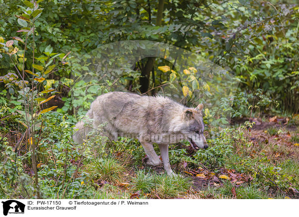 Eurasischer Grauwolf / PW-17150