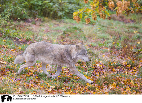 Eurasischer Grauwolf / PW-17151
