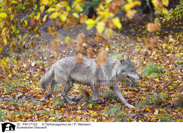 Eurasischer Grauwolf / PW-17152