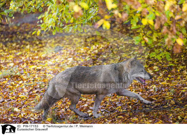 Eurasischer Grauwolf / PW-17153